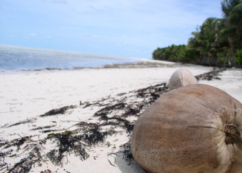 Берег на острове Бимини, Багамские острова. Фото 1 – фотографии Багамских островов
