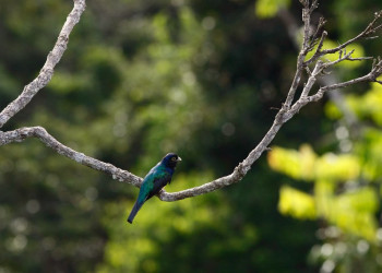Французская Гвиана, фото № 2132 – фотографии Французской Гвианы