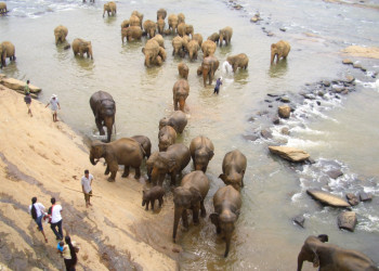 Канди, Шри-Ланка, фото № 51396 – фотографии Шри-Ланки