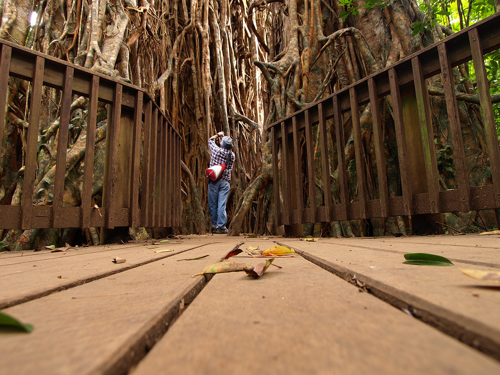 Дерево-собор (Cathedral Fig Tree), Атертон, Австралия. Фото 2 – фотографии Австралии