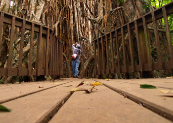 Дерево-собор (Cathedral Fig Tree), Атертон, Австралия. Фото 2 – фотографии Австралии