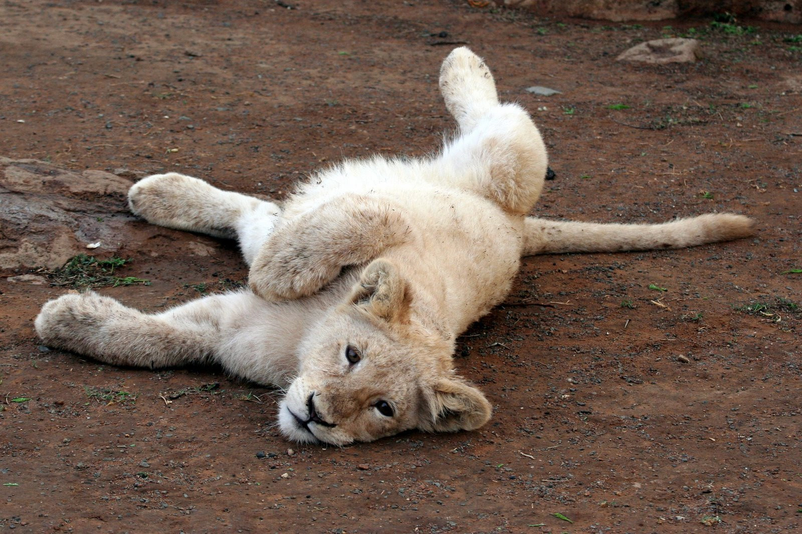ЮАР, фото № 1614 – фотографии ЮАР