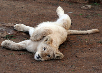 ЮАР, фото № 1614 – фотографии ЮАР