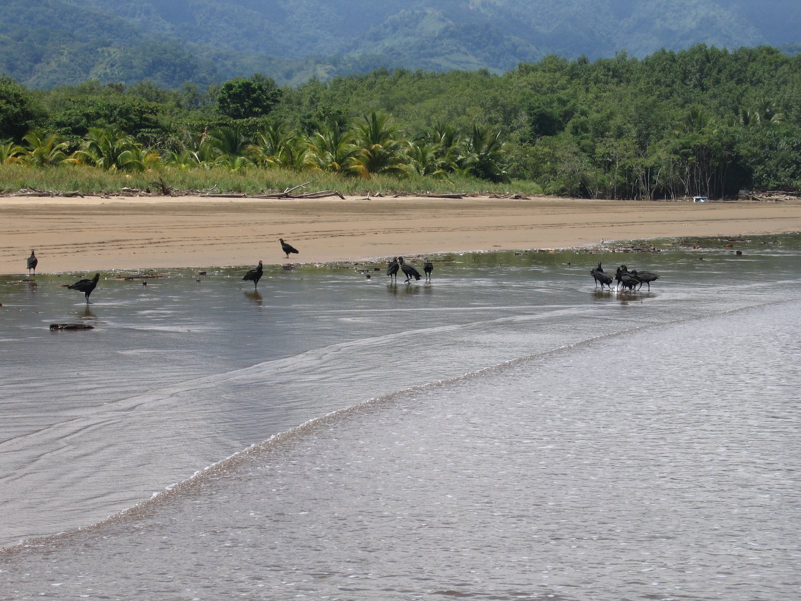 Плайя Увита, Пунтаренас провинция, Коста-Рика, фото № 40972 – фотографии Коста-Рики