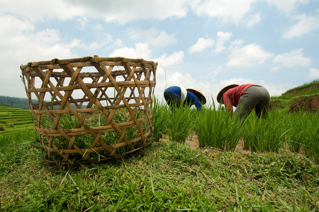 Корзина на рисовых терассах Jatiluwih, Бали – фотографии Индонезии
