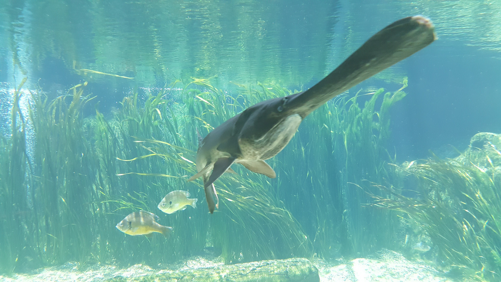 Парк "River Safari" – фотографии Сингапура