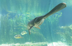 Парк "River Safari" – фотографии Сингапура