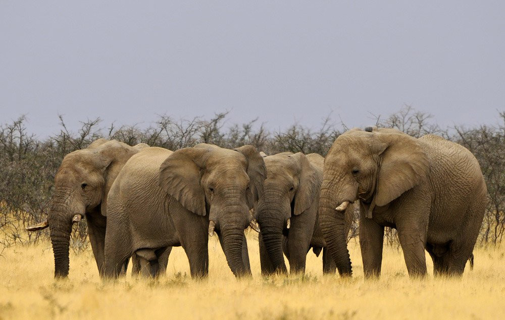 Namibia – фотографии Намибии