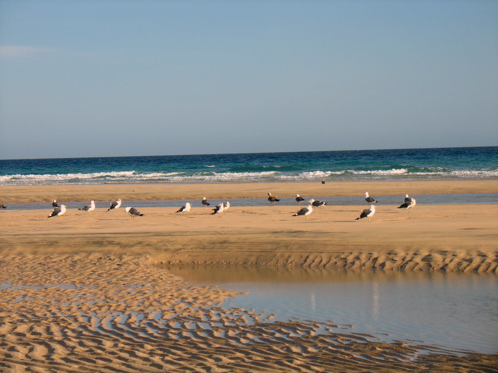 Коста-Кальма, Хандия полуостров, Фуэртевентура остров, Канарские острова, фото № 34274 – фотографии Канарских островов