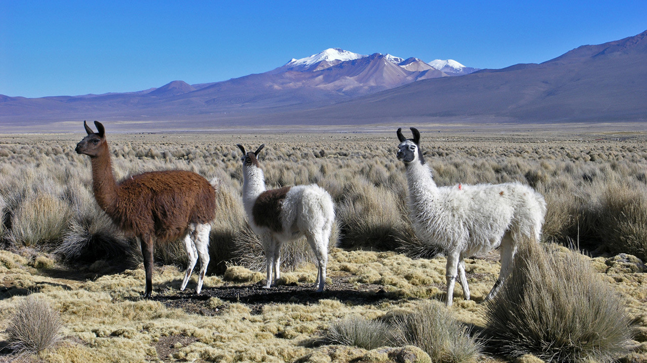 Национальный парк Сахама (Sajama National Park) – фотографии Боливии