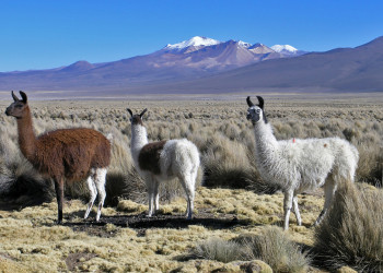 Национальный парк Сахама (Sajama National Park) – фотографии Боливии