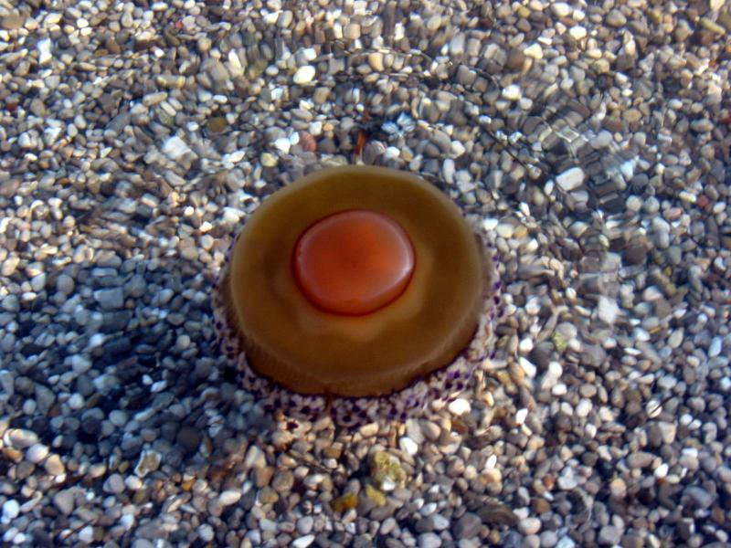 Медуза в Которском заливе, Черногория – фотографии Черногории