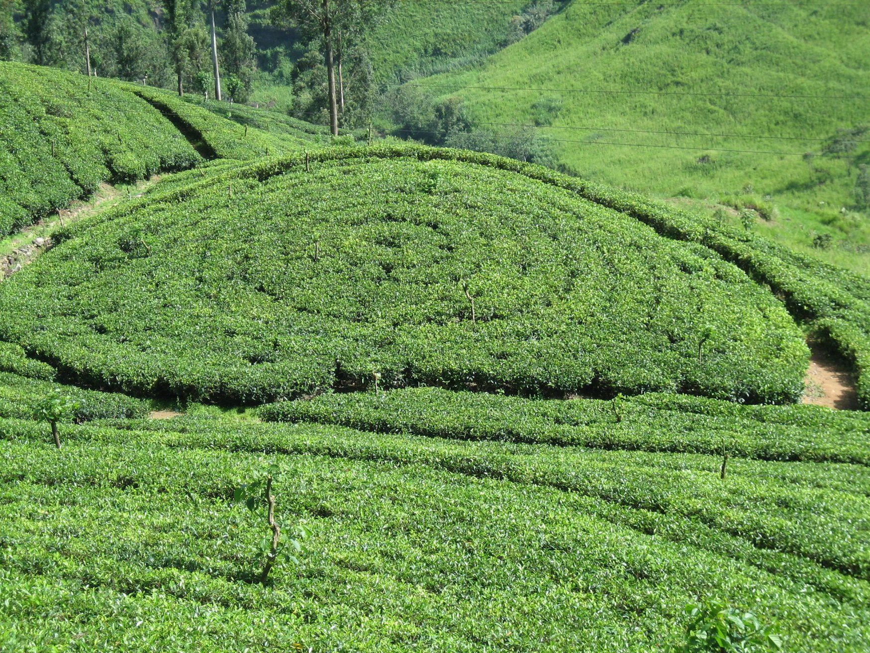 Нувара Элия, Шри-Ланка, фото № 52096 – фотографии Шри-Ланки