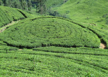 Нувара Элия, Шри-Ланка, фото № 52096 – фотографии Шри-Ланки