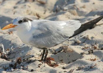 Тулум, Ривьера-Майя, Мексика, фото № 44205 – фотографии Мексики