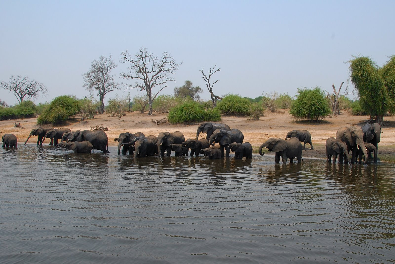 Chobe_elephants – фотографии Ботсваны