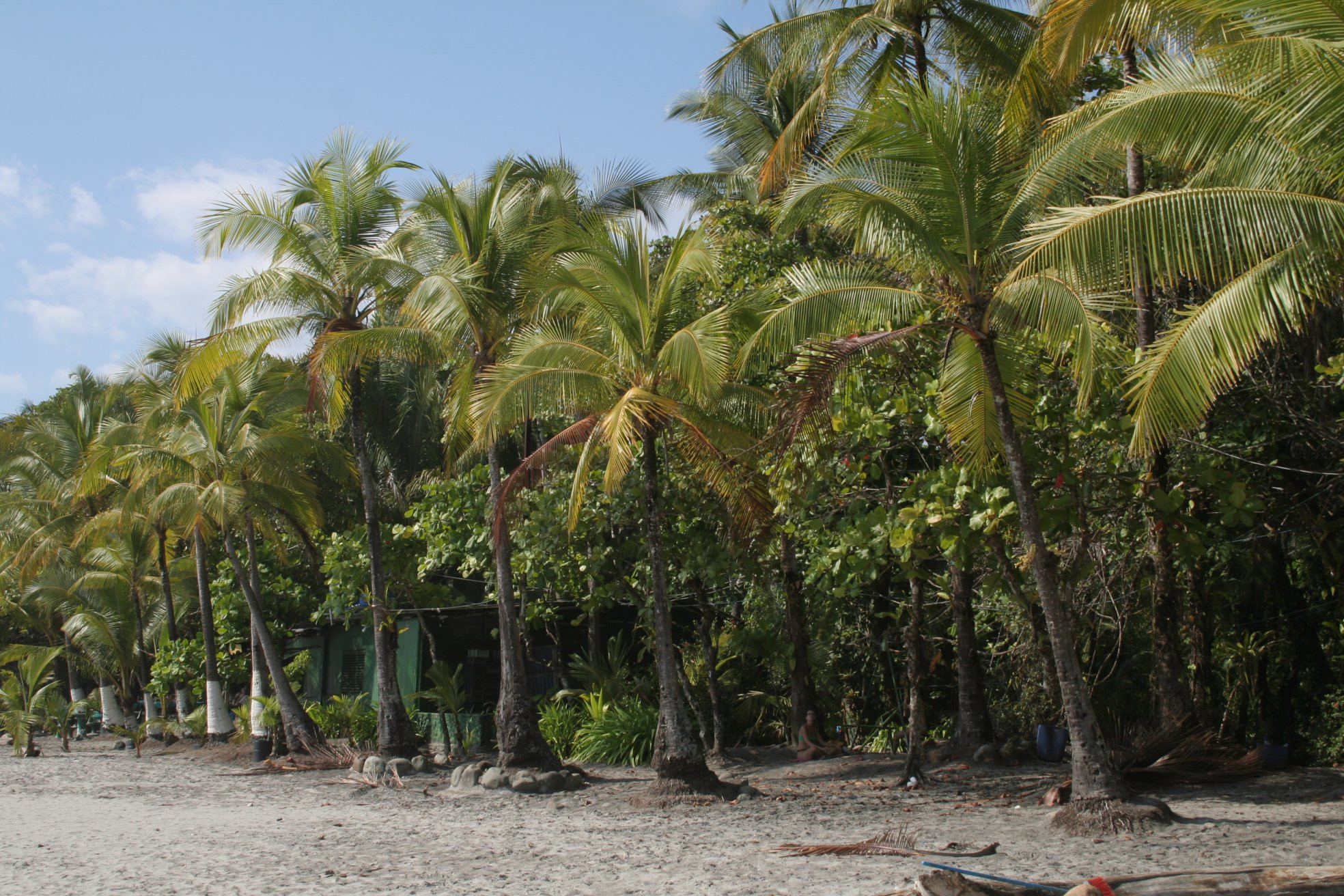 Мануэль Антонио, Пунтаренас провинция, Коста-Рика, фото № 40602 – фотографии Коста-Рики