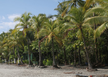 Мануэль Антонио, Пунтаренас провинция, Коста-Рика, фото № 40602 – фотографии Коста-Рики