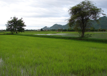 Болото в Канчанабури, Тайланд – фотографии Таиланда