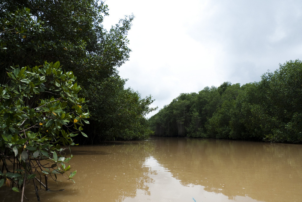 Мангровые леса в Тумбесе – фотографии Перу