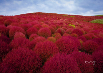 В парке Хитачи-Сисайд в Японии – фотографии Японии
