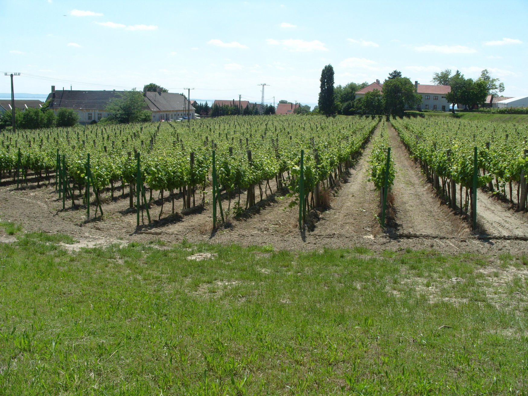 Бадачонь, Балатон озеро, Венгрия, фото № 69717 – фотографии Венгрии