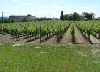 Бадачонь, Балатон озеро, Венгрия, фото № 69717 – фотографии Венгрии