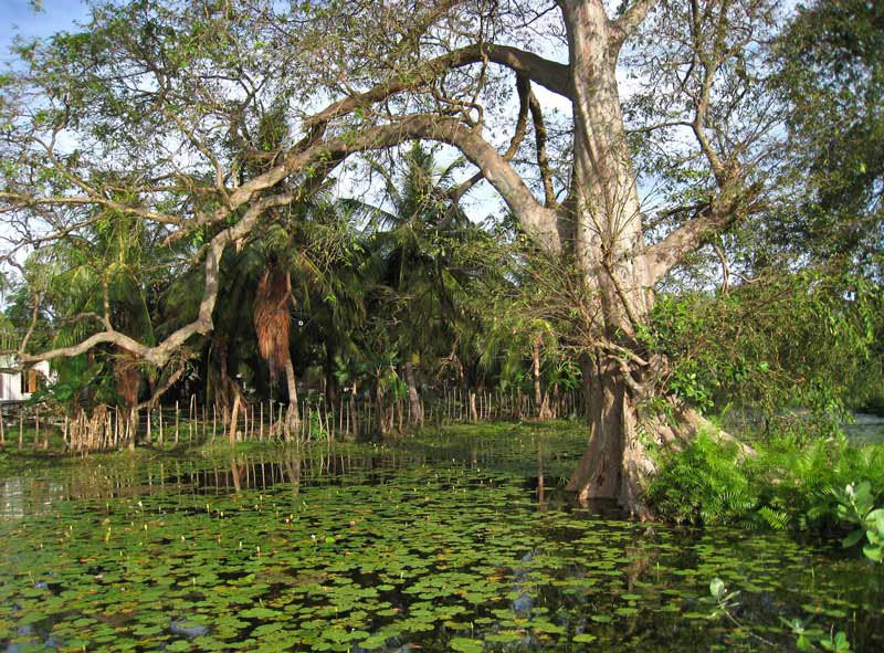 Тринкомали, Шри-Ланка, фото № 52409 – фотографии Шри-Ланки