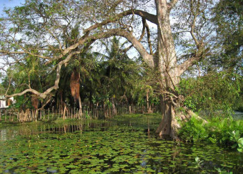 Тринкомали, Шри-Ланка, фото № 52409 – фотографии Шри-Ланки