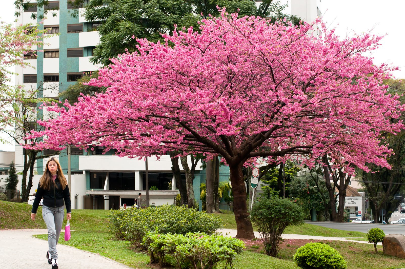 Японская площадь в городе Курибита – фотографии Бразилии