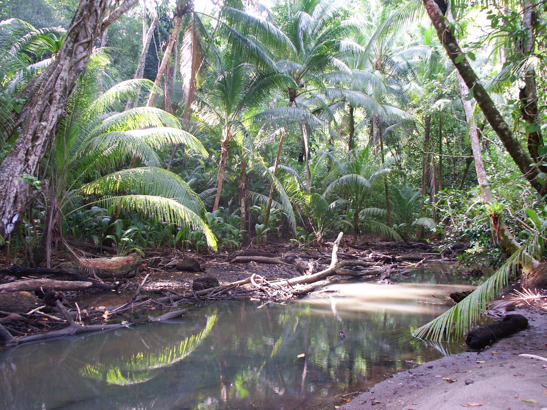 Корковадо Национальный Парк, Пунтаренас провинция, Коста-Рика, фото № 40547 – фотографии Коста-Рики