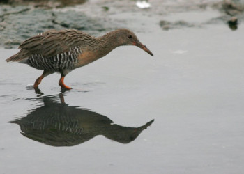 Французская Гвиана, фото № 2099 – фотографии Французской Гвианы