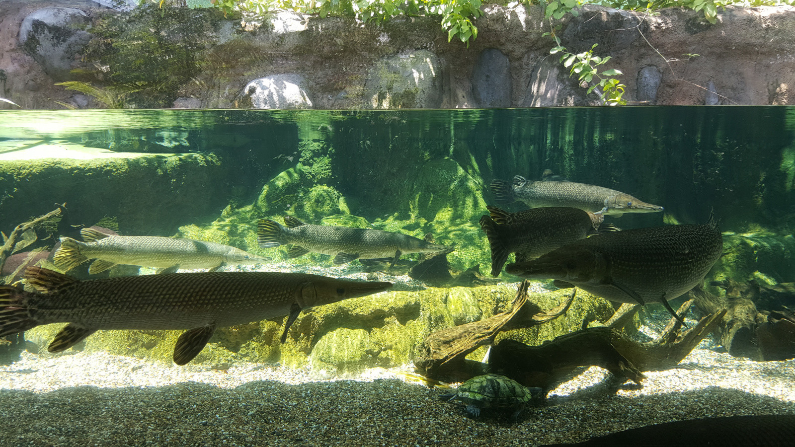 Парк "Речное Сафари" – фотографии Сингапура