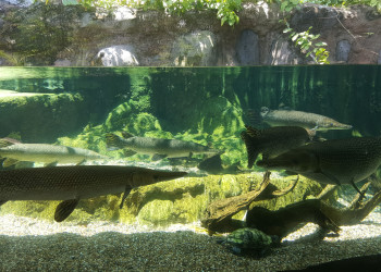 Парк "Речное Сафари" – фотографии Сингапура