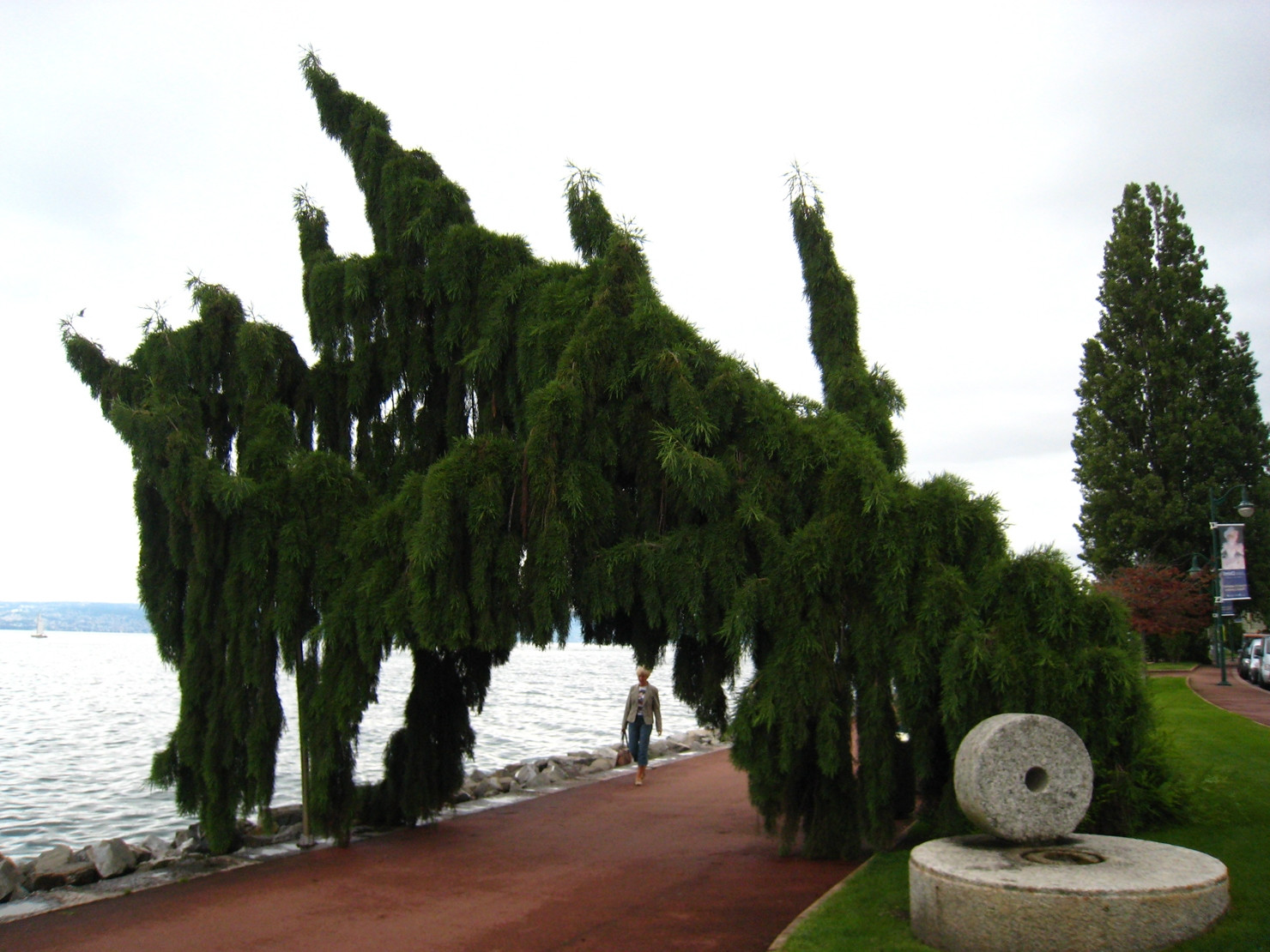 Деревья в Эвиан-ле-Бен, Франция – фотографии Франции