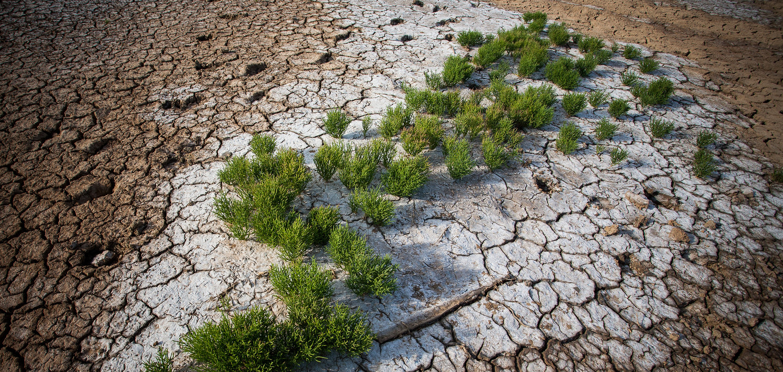 Озеро Баскунчак, солевая корка и растения – фотографии России