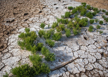 Озеро Баскунчак, солевая корка и растения – фотографии России