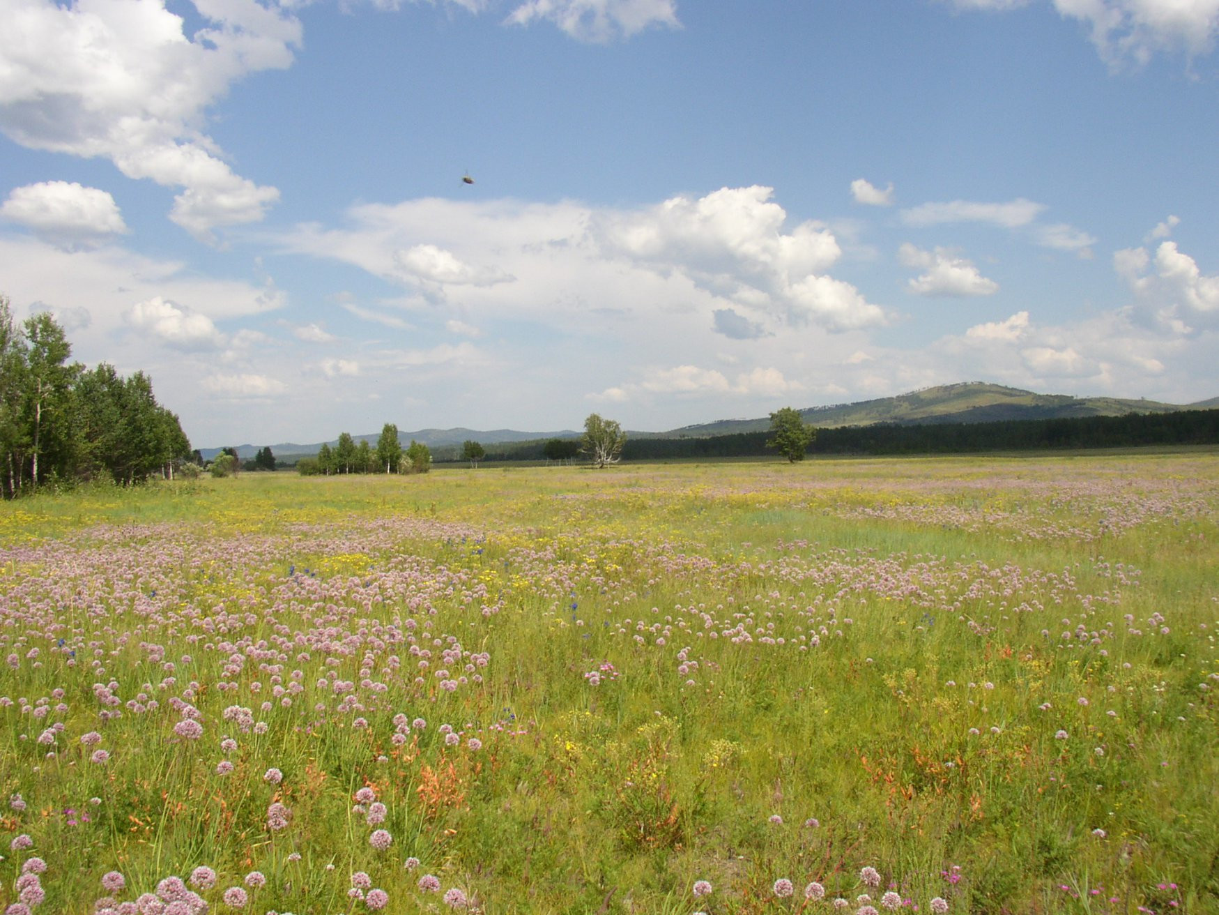 Природа в Дарасун, Россия – фотографии России