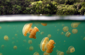 На острове Эил-Малк (Eil Malk) находится слабосолёное озеро Медуз – фотографии Палау