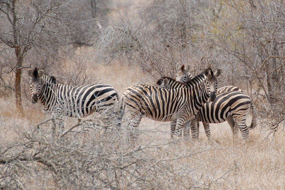 Kruger_zebras – фотографии ЮАР