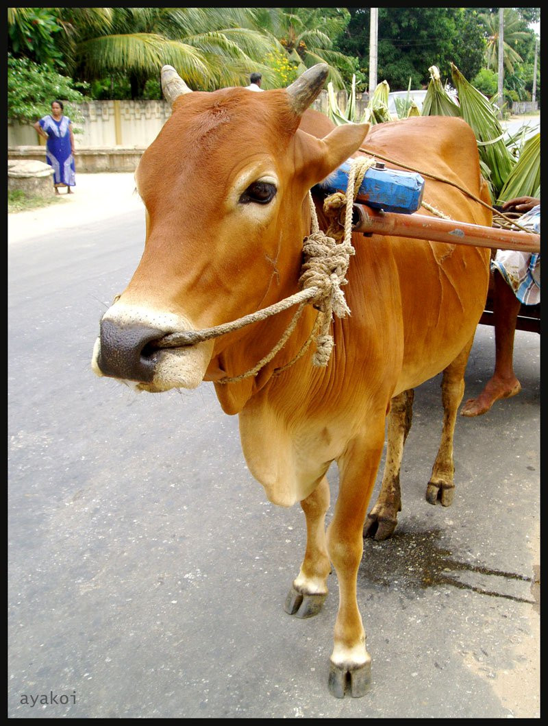 Джафна, Шри-Ланка, фото № 51127 – фотографии Шри-Ланки