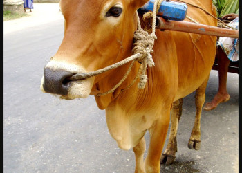 Джафна, Шри-Ланка, фото № 51127 – фотографии Шри-Ланки