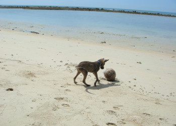 Собака на пляже в Тонг-Крут-Бич, Тайланд. Фото 2 – фотографии Таиланда