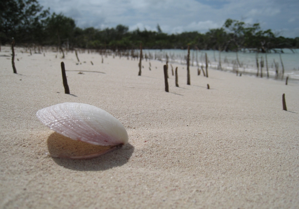 Ракушка в Кэт Айленд, Багамские острова – фотографии Багамских островов