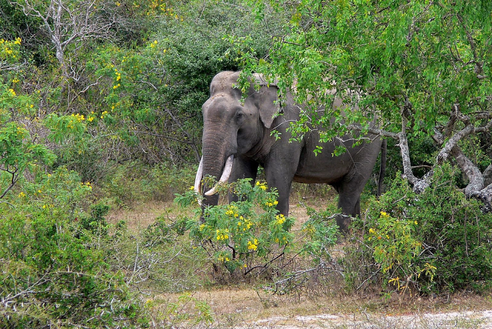 Яла Национальный Парк, Шри-Ланка, фото № 52658 – фотографии Шри-Ланки