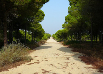 Эль-Пинар, Эль-Йерро остров, Канарские острова, фото № 34732 – фотографии Канарских островов