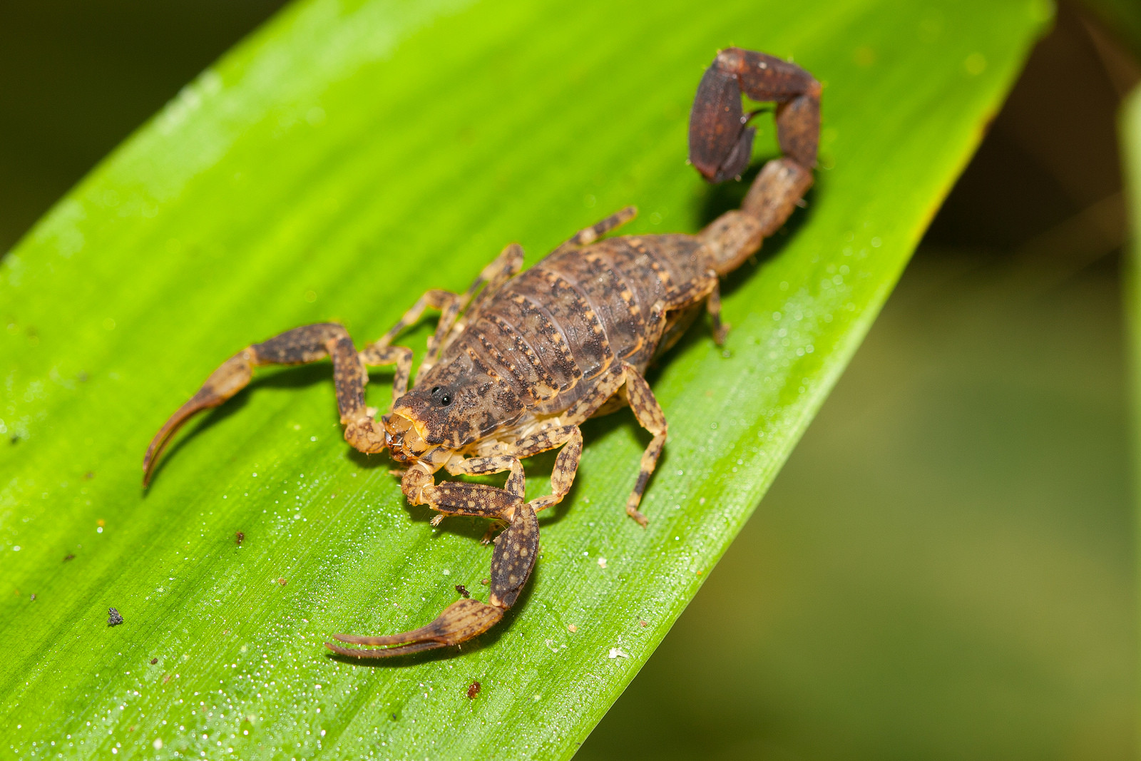 Скорпион в национальном парке Ману (Manu National Park) – фотографии Перу
