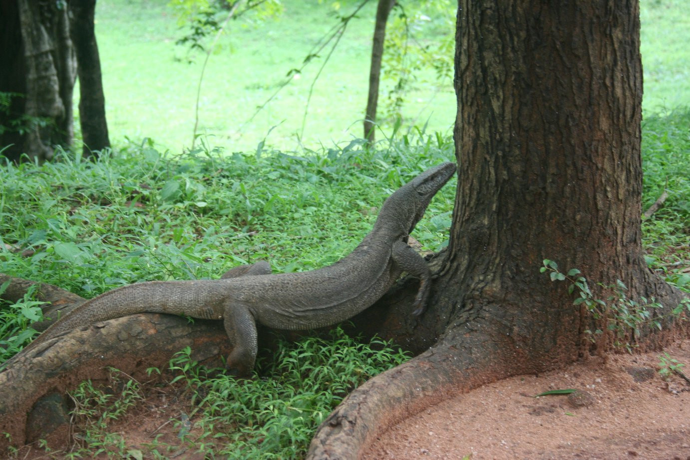 Полоннарува, Шри-Ланка, фото № 52114 – фотографии Шри-Ланки