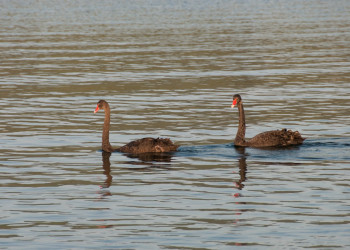 Северный остров, Новая Зеландия, фото № 74248 – фотографии Новой Зеландии