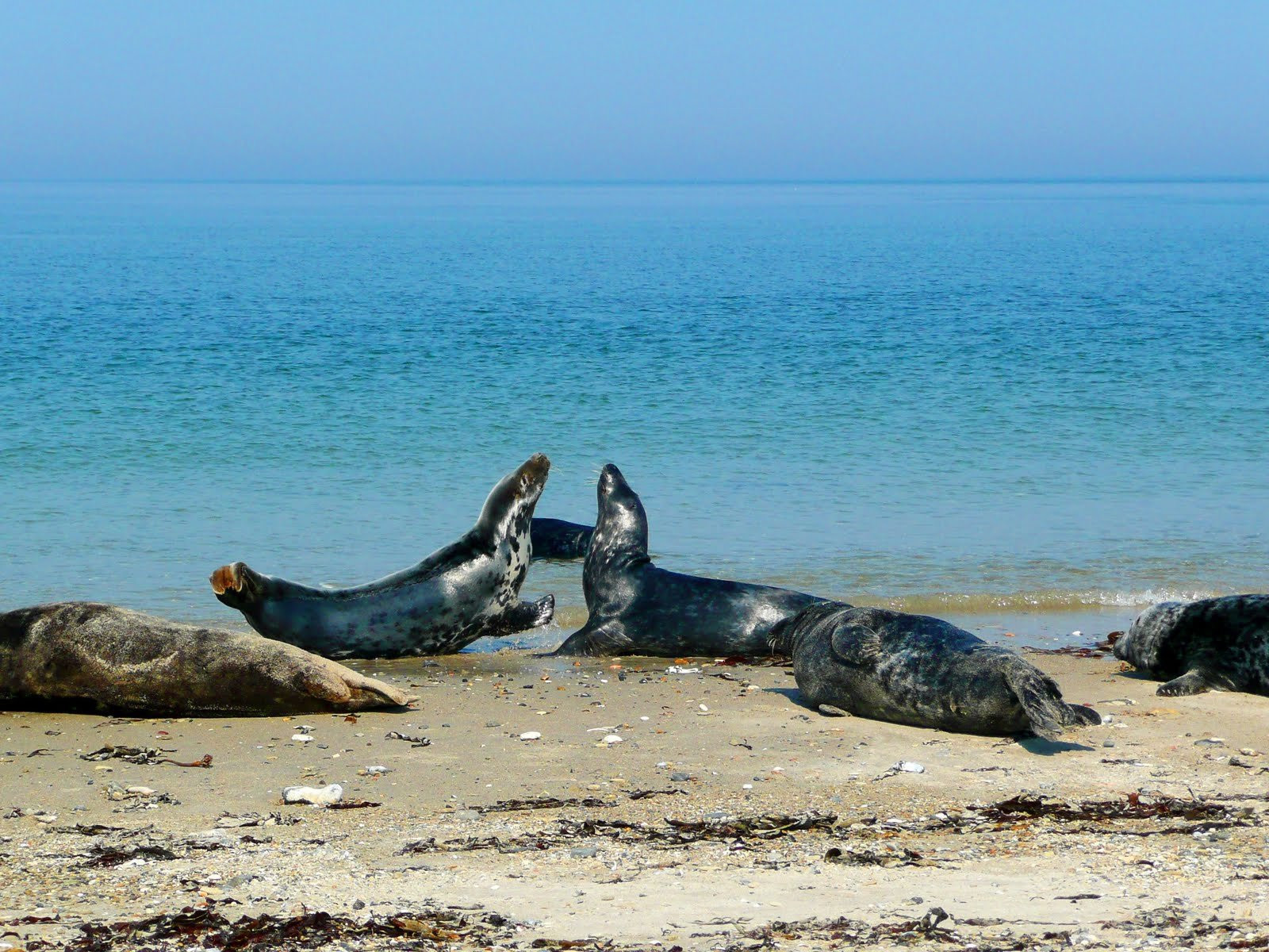 Гельголанд острова, Северная Германия, Германия, фото № 73815 – фотографии Германии